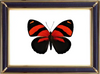 Callicore Cynosura Suppliers & Wholesalers - CF Butterfly
