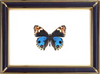 Junonia Orithya & Blue Pansy Butterfly Suppliers & Wholesalers - CF Butterfly