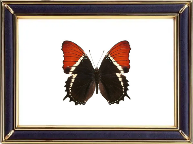 Siproeta Epaphus Suppliers & Wholesalers - CF Butterfly