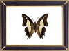 Common Nawab & Polyura Atbamas Butterfly Suppliers & Wholesalers - CF Butterfly