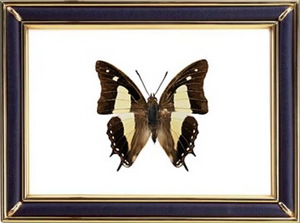 Common Nawab & Polyura Atbamas Butterfly Suppliers & Wholesalers - CF Butterfly