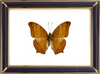 Vindula Erota & Vindula Dejone Butterfly Suppliers & Wholesalers - CF Butterfly