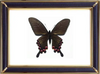 Papilio Syfanius Oberthur Butterfly Suppliers & Wholesalers - CF Butterfly