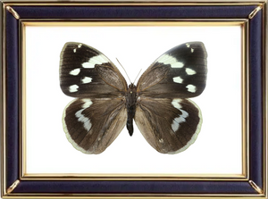 Dynastor Darius Butterfly Suppliers & Wholesalers - CF Butterfly