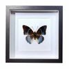 Buy Butterfly Frame Charaxes Smaragdalis Suppliers & Wholesalers - CF Butterfly