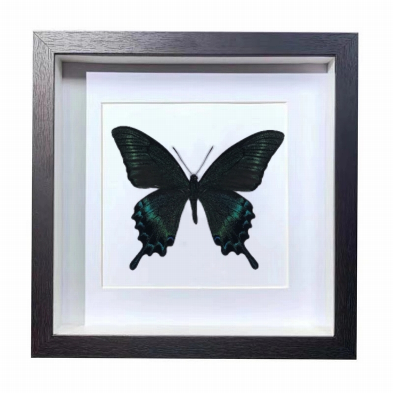 Buy Butterfly Frame Green Dragontail Butterfly Suppliers & Wholesalers - CF Butterfly