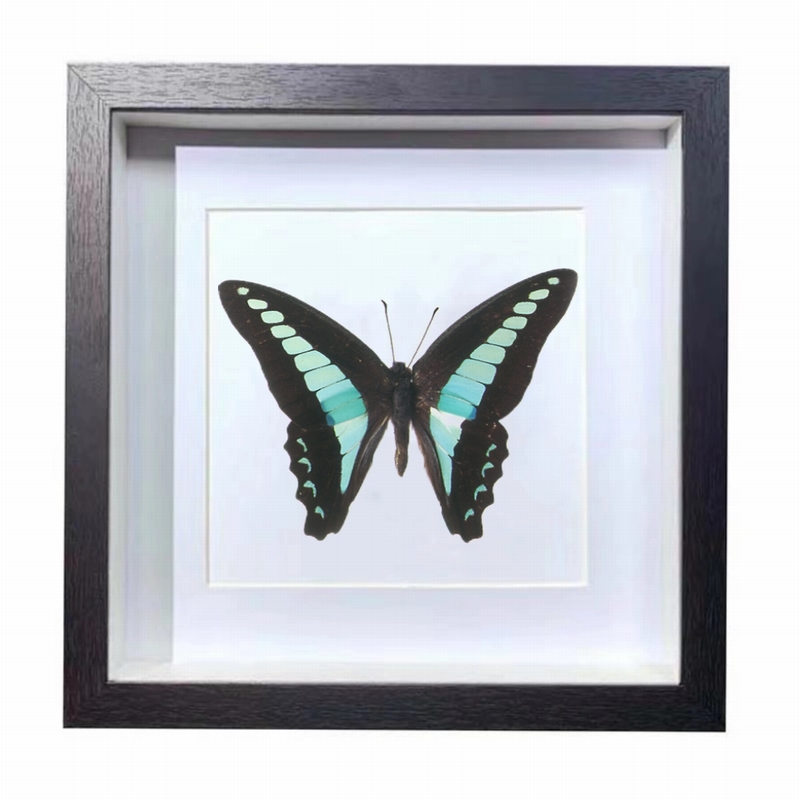 Buy Butterfly Frame common bluebottle Suppliers & Wholesalers - CF Butterfly
