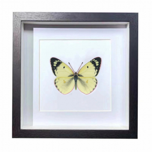 Buy Butterfly Frame Colias Hyale Suppliers & Wholesalers - CF Butterfly