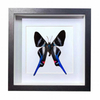 Buy Butterfly Frame Rhetus Arcius Suppliers & Wholesalers - CF Butterfly
