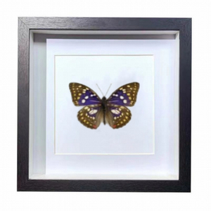 Buy Butterfly Frame Euploea Core Suppliers & Wholesalers - CF Butterfly