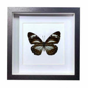 Buy Butterfly Frame Danaus Affinis Suppliers & Wholesalers - CF Butterfly