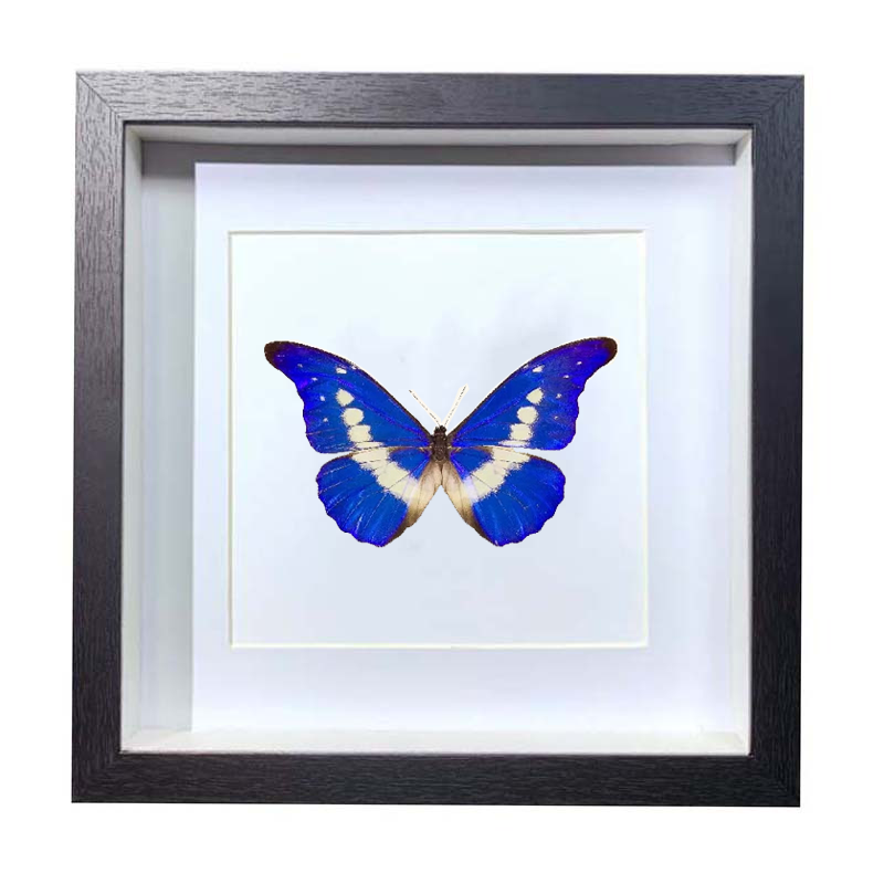 Morpho Helena: One of the Most Beautiful Butterflies in the World